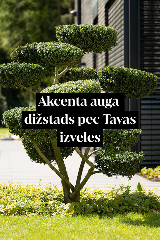 Akcenta auga dižstāds pēc Tavas izvēles